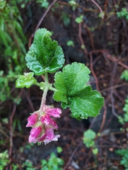 Ribes malvaceum