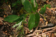 Polygonatum multiflorum