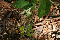 Phymatocera aterrima