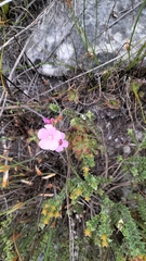 Drosera esterhuyseniae