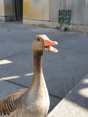 Anser anser anser