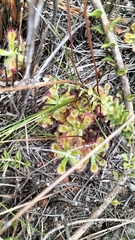 Drosera esterhuyseniae