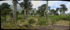 Araucaria araucana