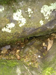 Desmognathus orestes