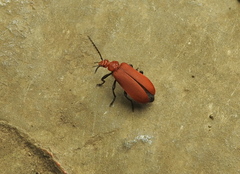 Pyrochroa serraticornis