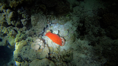 Hexabranchus sanguineus