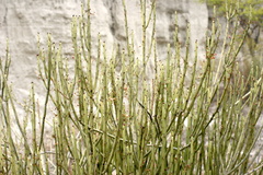 Euphorbia rossiana