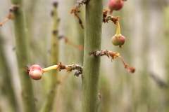 Euphorbia rossiana