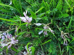 Astragalus salatavicus