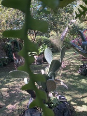 Selenicereus anthonyanus