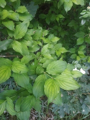 Cornus sanguinea australis