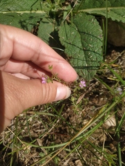 Geranium pusillum