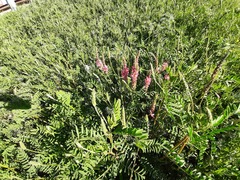 Onobrychis viciifolia