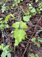 Clematis pauciflora