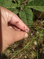 Geranium pusillum