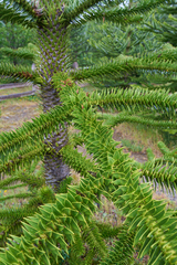 Araucaria araucana