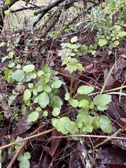 Clematis pauciflora