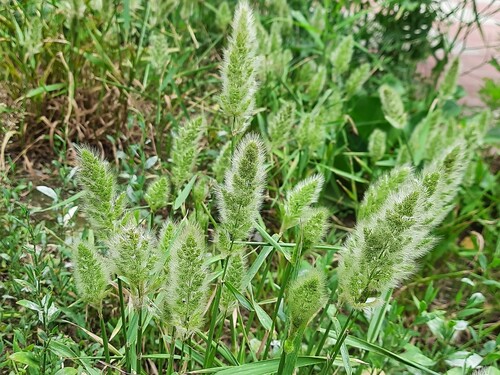 Polypogon monspeliensis iNat (1)