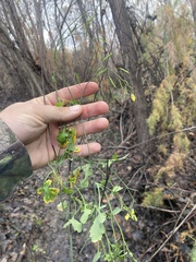 Brassica fruticulosa