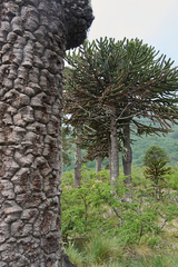 Araucaria araucana