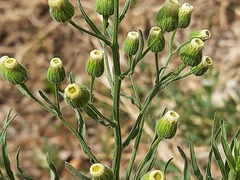 Erigeron bonariensis