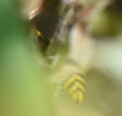 Pachodynerus nasidens