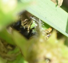 Pachodynerus nasidens