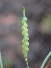 Brassica fruticulosa