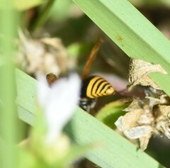 Pachodynerus nasidens