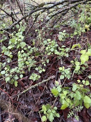 Clematis pauciflora