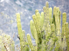 Melanerpes hypopolius