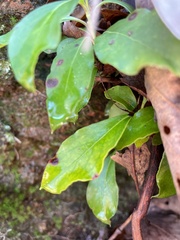 Mycosphaerella colorata
