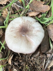 Lepiota decorata