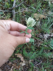 Trifolium ambiguum