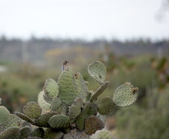 Melanerpes hypopolius