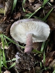 Lepiota decorata