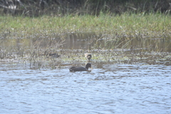 Gallinago magellanica