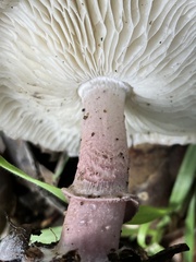 Lepiota decorata