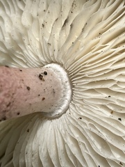 Lepiota decorata