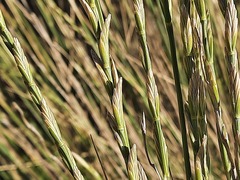 Thinopyrum elongatum