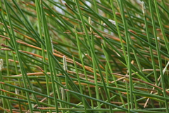 Eleocharis interstincta