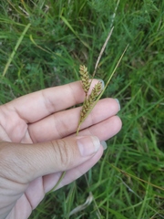 Carex flacca serrulata