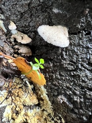 Schizophyllum commune