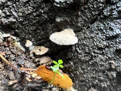 Schizophyllum commune