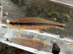 Notropis lutipinnis