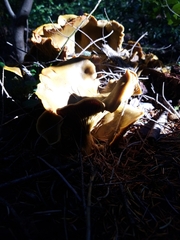 Omphalotus olivascens