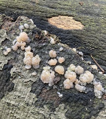 Naematelia encephala