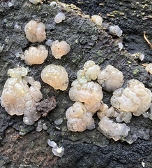 Naematelia encephala