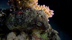 Chromodoris quadricolor