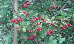 Crataegus monogyna